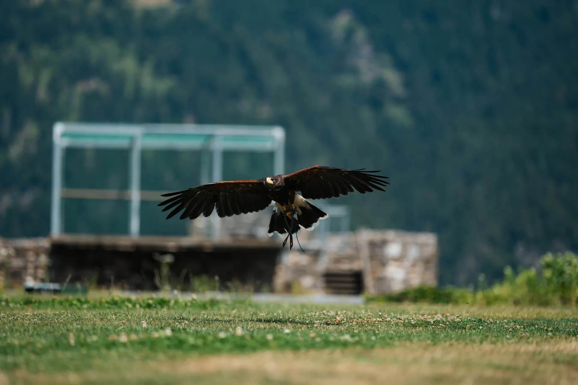 Flugschau in der Adlerarena auf Burg Landskron